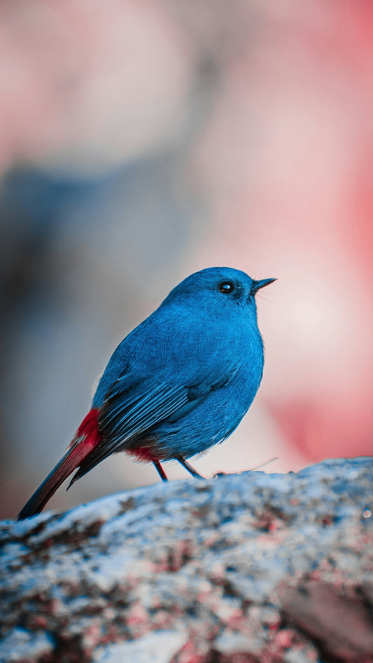 All Animals Are Muslim: What Creation Teaches Us About Submission